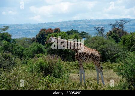 Giraffe di Rothschild in via di estinzione (Giraffa camelopardalis rothschildi) al Parco Nazionale del Lago Nakuru nella Grande Rift Valley in Kenya Foto Stock