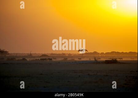 Tramonto nel Parco Nazionale di Amboseli in Kenya con zebre di Burchells (Equus quagga) Foto Stock