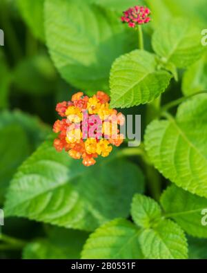 Closeup di arancio e giallo Lantana Camara fiore fioritura con fogliame. Oklahoma, Stati Uniti. Foto Stock