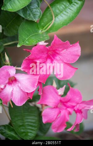 Vite di Mandevilla con fiori rosa con gocce di pioggia che crescono in un letto di fiori in Oklahoma, Stati Uniti. Primo Piano. Foto Stock