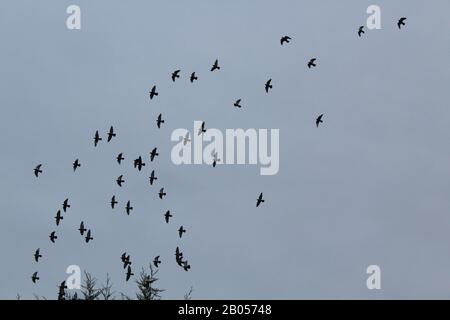 Lotto di piccioni Armando con cielo grigio Foto Stock