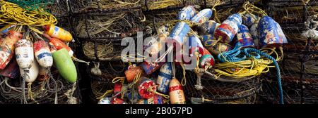 Primo piano di granchi pentole, Humboldt County, California, Stati Uniti Foto Stock