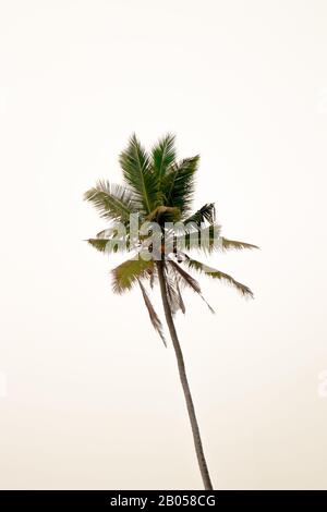 Gli alberi e il cielo vanno di pari passo. Quando si guarda un albero, quasi sempre si vede il cielo. Foto Stock