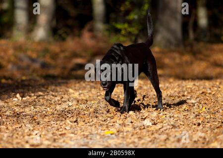 cane nero labrador nella foresta d'autunno Foto Stock