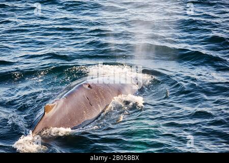 Megattere di balena (Megaptera novaeangliae) al largo della penisola di Arctowski, Antartide con un infortunio sul dorso, Foto Stock