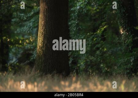 Tronco alla luce del sole in foresta estiva. Foto Stock