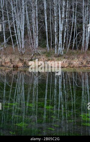 Red alder (Alnus Rubra) alberi che riflettono in stagno vicino alla foresta pluviale Hoh River, Olympic National Park, Washington state, Stati Uniti Foto Stock