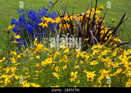 Giallo Coreopsis verticillata 'Zagreb' - Tone-leaved, blu Delphinium grandiflora 'Blue Butterfly', Pennisetum purpurreum 'Prince'. Foto Stock