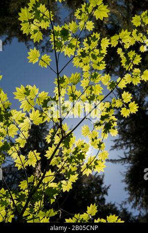 Albero di acero della vite retroilluminato nella foresta pluviale del fiume Hoh nel Parco Nazionale Olimpico nello Stato di Washington, Stati Uniti Foto Stock