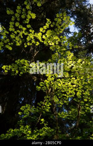 Albero di acero della vite retroilluminato nella foresta pluviale del fiume Hoh nel Parco Nazionale Olimpico nello Stato di Washington, Stati Uniti Foto Stock