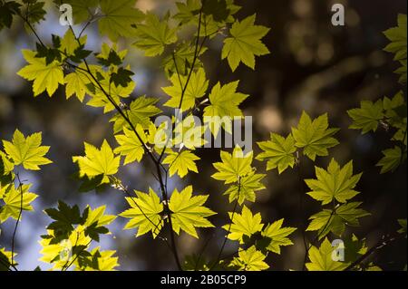 Albero di acero della vite retroilluminato nella foresta pluviale del fiume Hoh nel Parco Nazionale Olimpico nello Stato di Washington, Stati Uniti Foto Stock