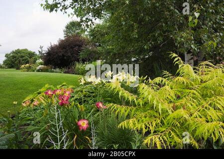 Purple Hemerocallis 'Nairobi Night', giallo 'Joan Senior', - Daylilies, Rhus typhina 'taghorn Sumac', Betula papyrifera - carta betulla albero al confine. Foto Stock