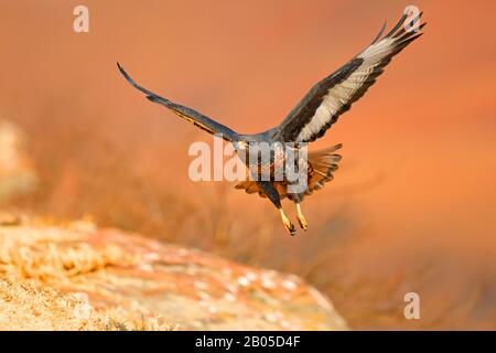 Jackal buzzard, Buzzard Di Augur (Buteo rufofuscus), in volo, Sud Africa, Giants Castle Game Reserve Foto Stock