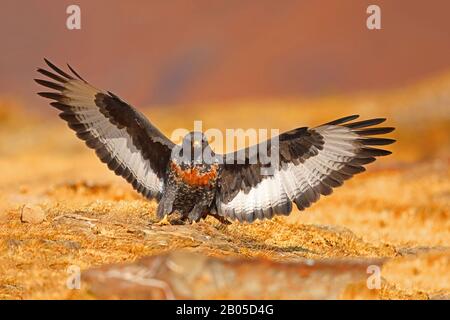 Jackal buzzard, Buzzard Di Augur (Buteo rufofuscus), atterrato, Sudafrica, Giants Castle Game Reserve Foto Stock