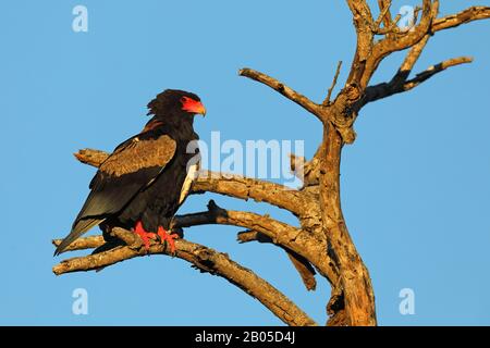 Bateleur, Bateleur aquila (Terathopius ecaudatus), maschio su un albero morto, Sud Africa, Parco Nazionale Krueger Foto Stock
