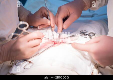 Le mani del chirurgo e assistente, close-up, durante l'operazione. Sterile di sala operatoria. I medici di manipolare utensili nella ferita sulle mani. Pediat Foto Stock