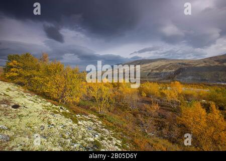 Betulla (spec. Di Betula), tundra con licheni renne, Cladonia rangiferina, Norvegia, Oppdal, Parco Nazionale Rondane Foto Stock
