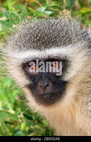 Scimmia di Griget, scimmia di Savanna, scimmia verde, scimmia di Vervet (Cercopithecus aethiops), ritratto, Sudafrica Foto Stock