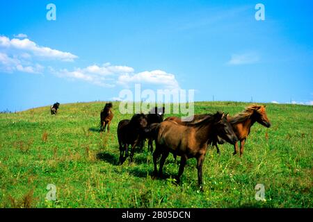 GERMANIA, BAVIERA, VICINO STARNBERGER SEE, LAGO, CAVALLI IN PASCOLO Foto Stock