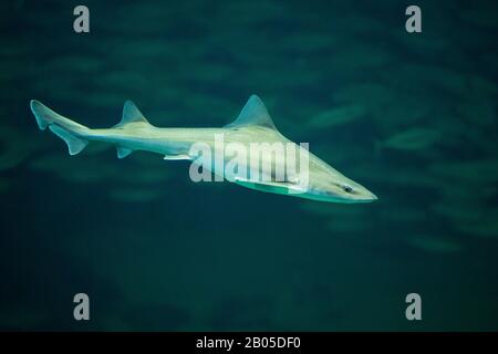 Stellato Smooth-Hound, stellato Smooth-Hound (Mustelus asterias), vista laterale Foto Stock