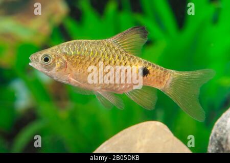 Rosy barb (Barbus conchonius, Puntius conchonius), nuoto Foto Stock