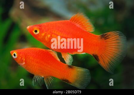 Pesce platyfish meridionale (Xiphophorus maculatus), forma di allevamento Kometplaty Rot, coppia Foto Stock