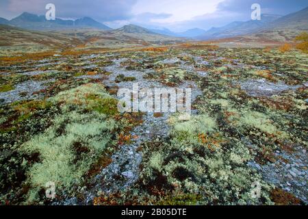 Betulla liscia nana, betulla nana, betulla nana (Betula nana), tundra con lichen renne, Cladonia rangiferina, Norvegia, Parco Nazionale Rondane Foto Stock