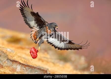 Jackal buzzard, Buzzard Augur (Buteo rufofuscus), volare con preda nella clwa, Sud Africa, Giants Castle Game Reserve Foto Stock