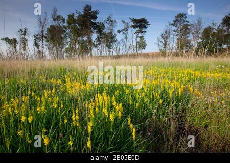 Palude asphodel (Narthecium ossifragum), fioritura Bog Asphodel, Belgio, Kalmthout Foto Stock