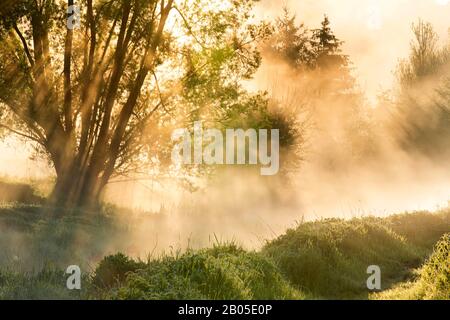 Eau Blanche fiume; progetto di ripristino Walphy all'alba, Belgio, Viroinvallei, Dourbes Foto Stock