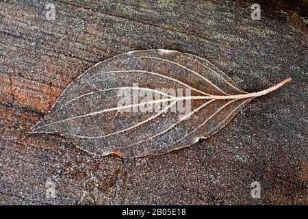 foglia d'autunno su una tavola di legno coperta di gelo Foto Stock