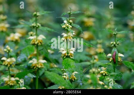 Giallo morti di ortica, giallo arcangelo, impianto di artiglieria, impianto di alluminio (Lamium galeobdolon, Galeobdolon luteum, Lamiastrum galeobdolon), fioritura, in Germania, in Baviera Foto Stock