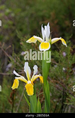 Iride a bande gialle, iride turca (Iris orientalis), fioritura, Grecia, Lesbo Foto Stock