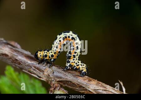 Magpie moth, Ribes moth (Abraxas grosssulariata), caterpillar, Germania Foto Stock