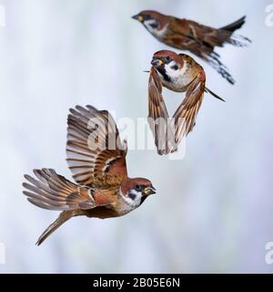 Passero montanus (Passer montanus), tre passeri in volo, Germania Foto Stock