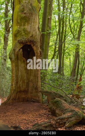 Quercia (Quercus spec.), legno morto di querce nella riserva naturale di hasbruch, Germania, Brema, NSG Hasbruch Foto Stock