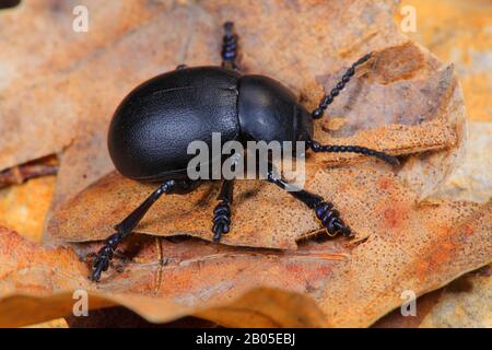 Timarcha goettingensis (Timarcha goettingensis), in foglia d'autunno, Germania Foto Stock