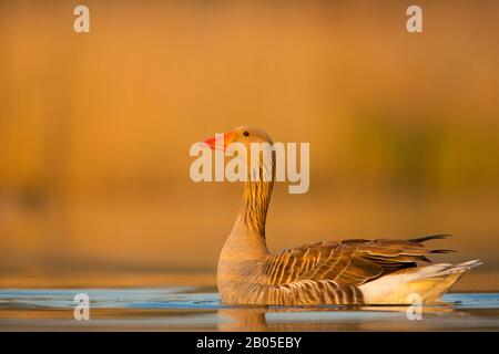 Oca grylag (Anser anser), nuota in luce serale, Belgio, Fiandre Orientali Foto Stock