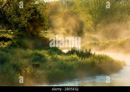 Eau Blanche fiume all'alba, Belgio, Wallonie, Viroinvallei, Dourbes Foto Stock