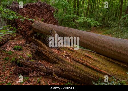 Quercia (Quercus spec.), legno morto di querce nella riserva naturale di hasbruch, Germania, Brema, NSG Hasbruch Foto Stock