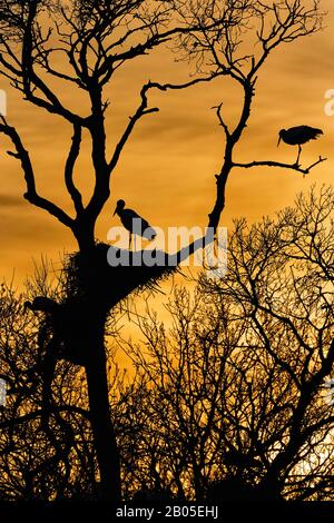 Cicogna bianca (Ciconia ciconia), tre cicogne bianche ad un nido di cicogna su un albero, Spagna, Katalonia Foto Stock