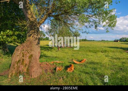 Salice bianco (Salix alba), vecchio albero storto in un prato vicino a Testorf, Germania, Meclemburgo-Pomerania occidentale, Biosphaerenreservat Schaalsee Foto Stock