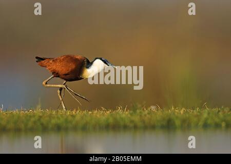 Jacana africana (Actophilornis africana), passeggiate a riva, Sud Africa, Kwazulu-Natal, Mkhuze Game Reserve Foto Stock