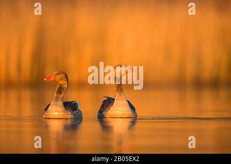 Oca grylag (Anser anser), coppia di nuoto in luce serale, Belgio, Fiandre Orientali Foto Stock