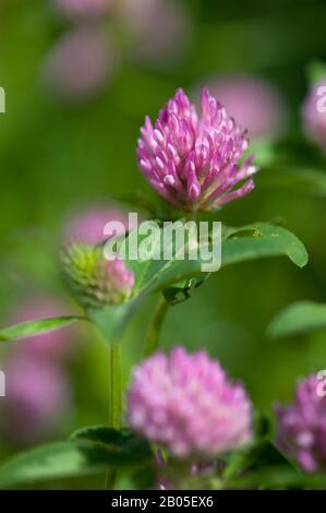 Trifoglio rosso (Trifolium pratense), fioritura, Germania, Baviera Foto Stock