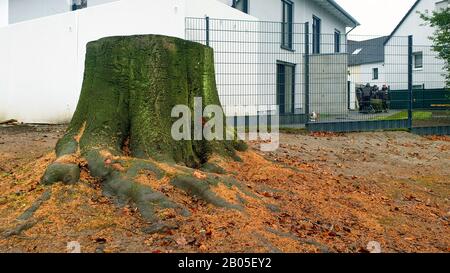 Faggio comune (Fagus silvatica), alberi di strada abbattuti, Germania Foto Stock