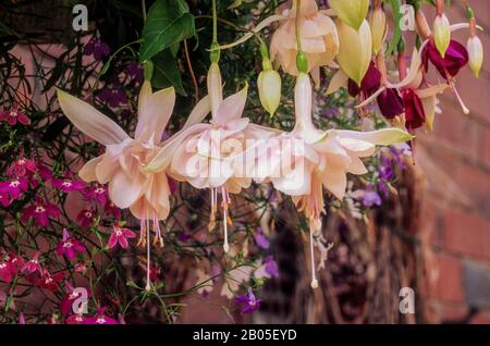 Primo piano di Fuchsia Pink Galore con tre fiori e boccioli nel cesto sospeso. Una doppia fuchsia finale che è decidua & brina tenera. Foto Stock