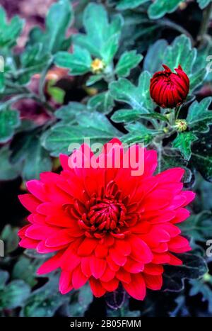 Vista ravvicinata di Chrysanthemum Sundora un compatto herbaceous perenne fiori da fine estate a fine autunno è decidua e gelo hardy Foto Stock