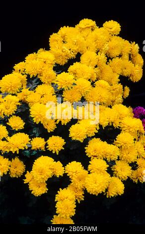 Vista ravvicinata di Chrysanthemum Yellow un compatto herbaceous perenne Fiori da fine estate a fine autunno è decidua e gelo hardy Foto Stock