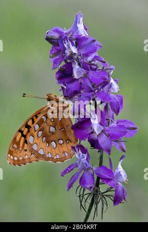 Grande Spangled Fritillary Butterfly (Speyeria cybele) alimentazione su Larkspur, N. America, di Skip Moody/Dembinsky Photo Assoc Foto Stock